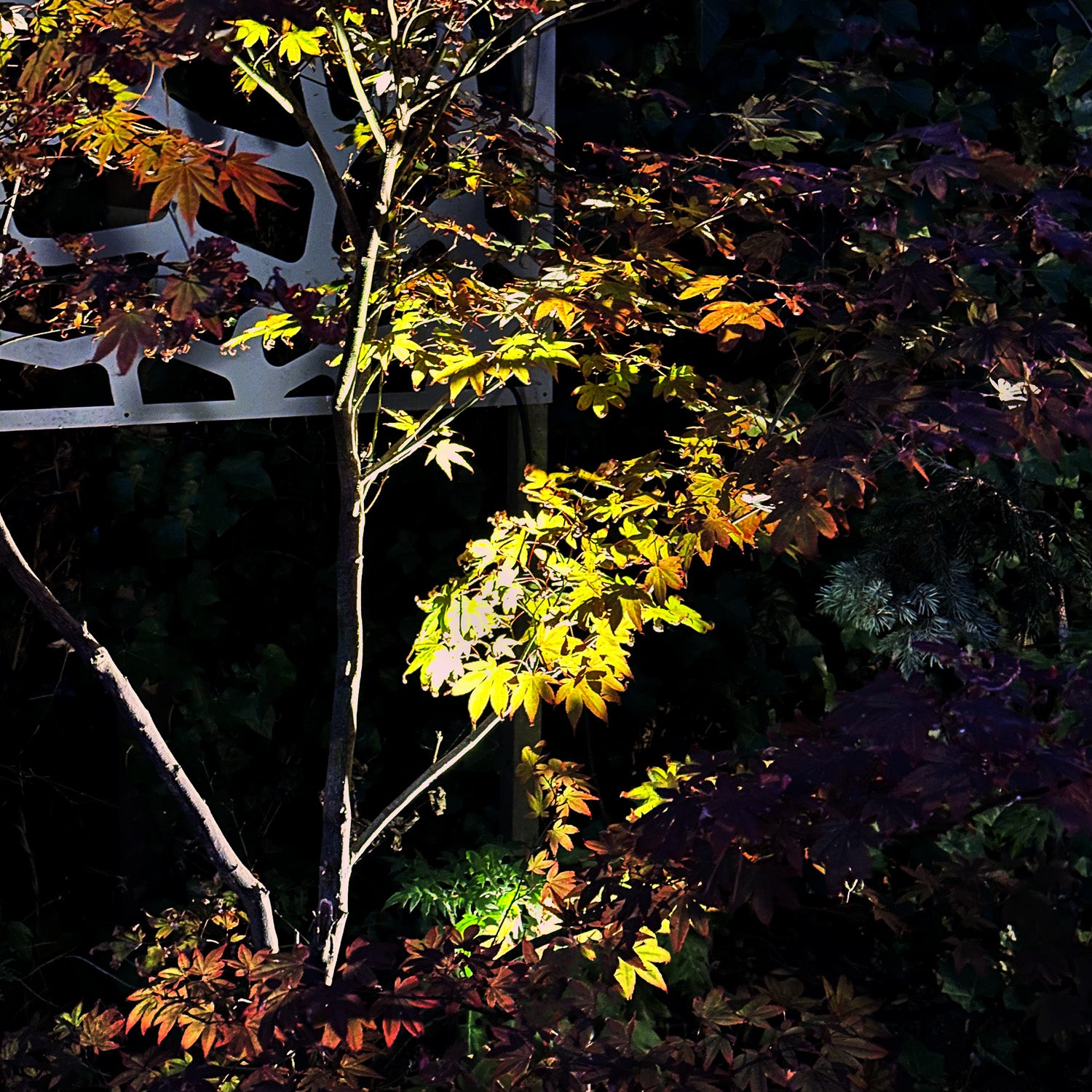 Astro lightson japaneseacers dark