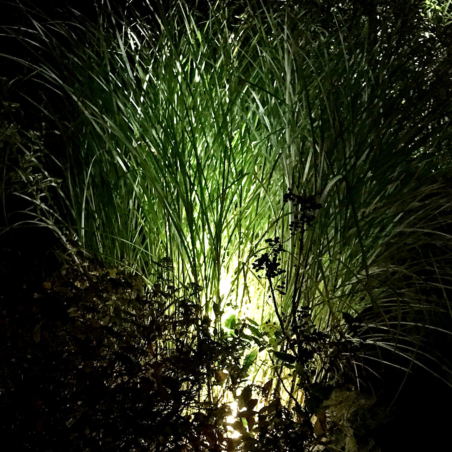 luna grey lightson environment grass