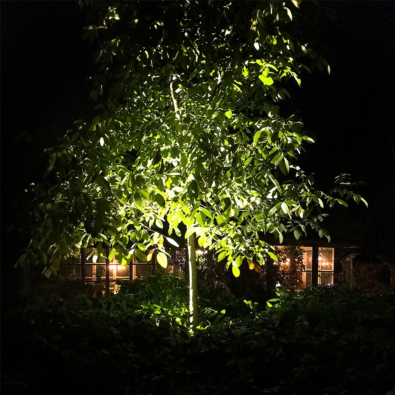 onyx lightson environment greenary