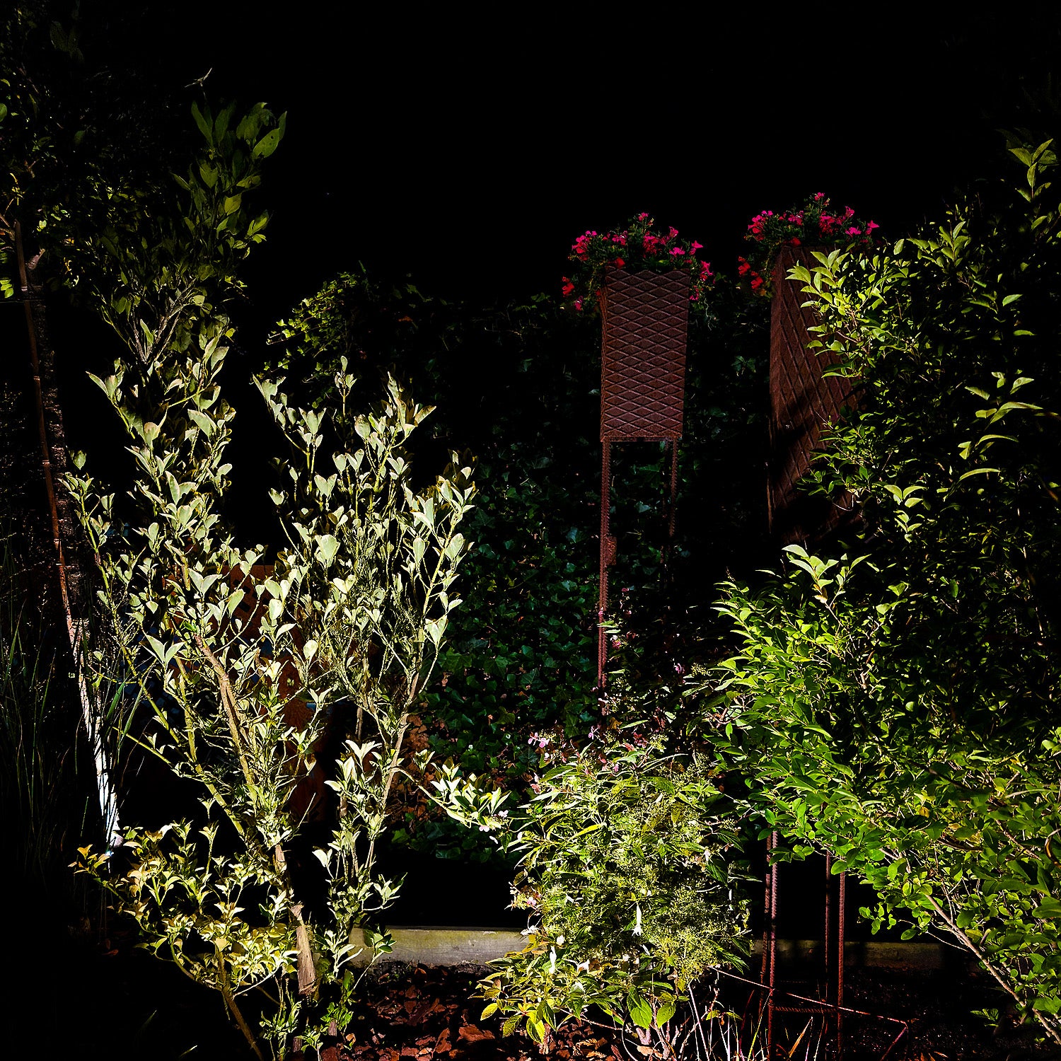 Stella lightson environ broad