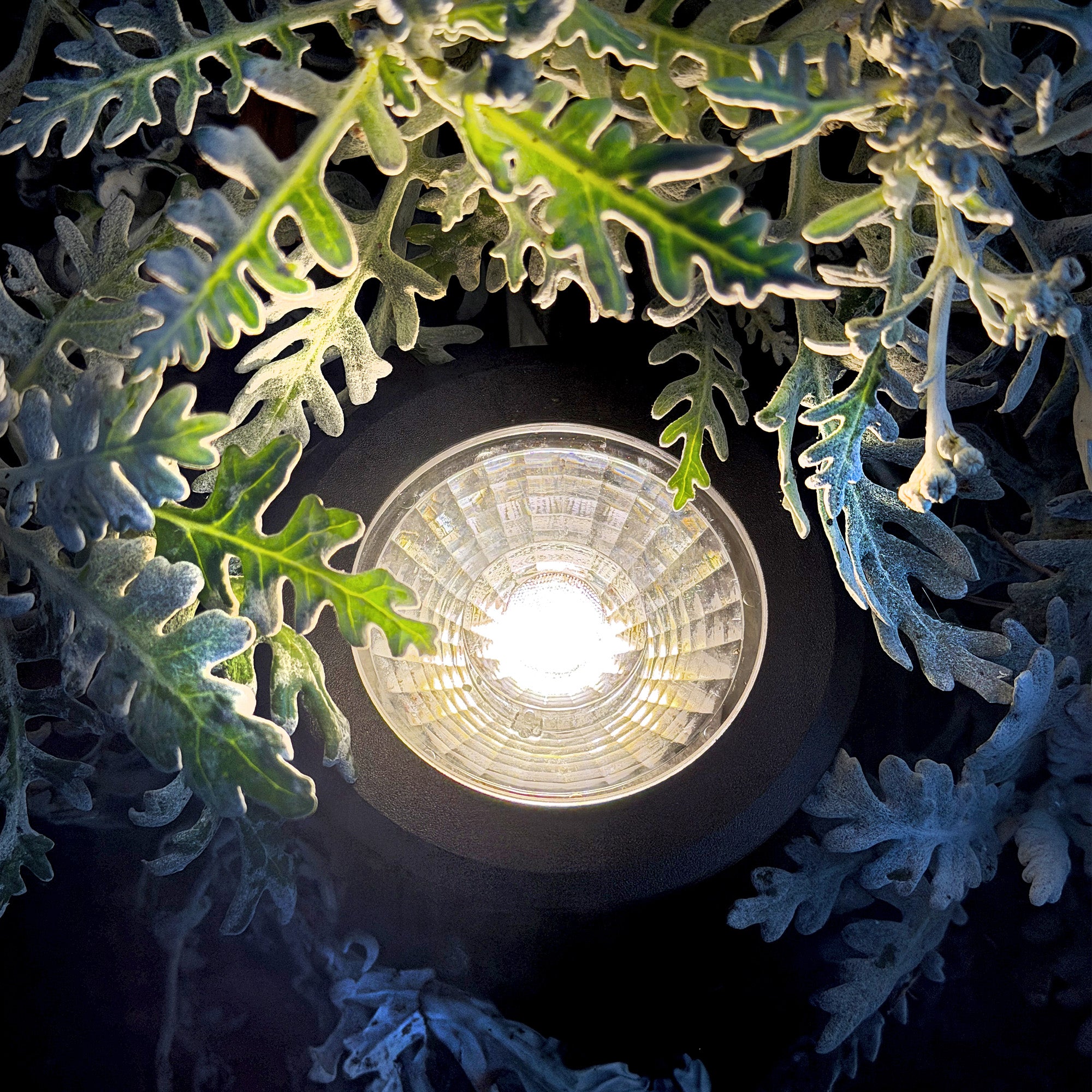 castor lightson closeup silverplants