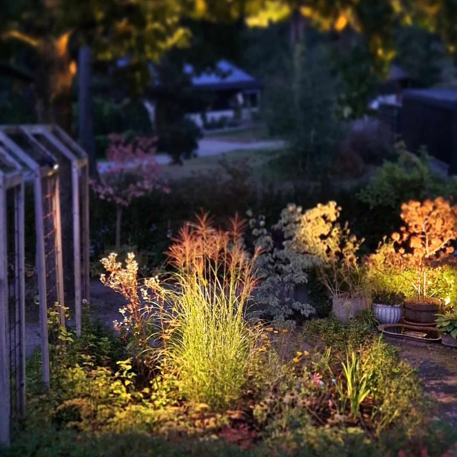 luna lightson grey grass