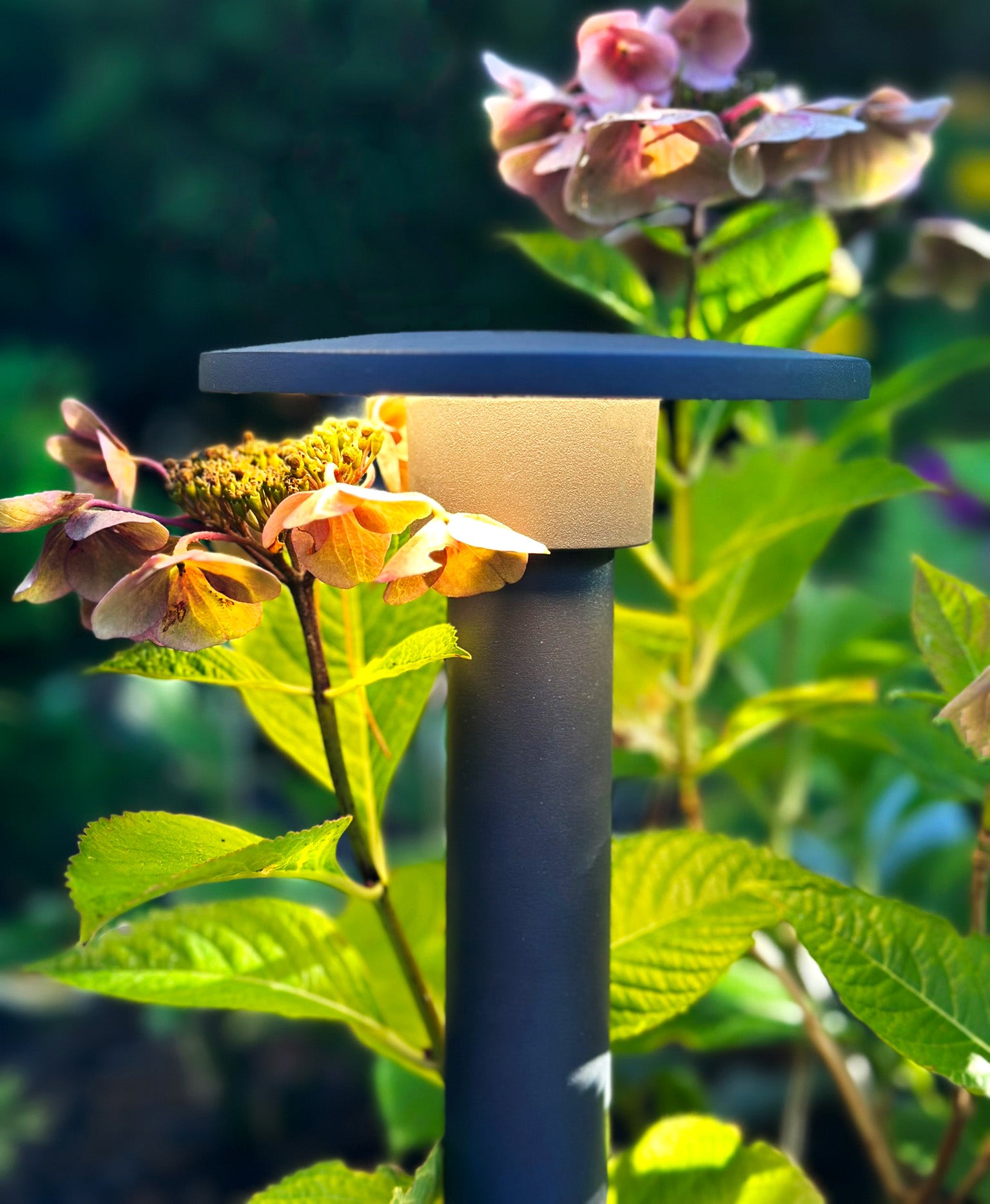 orbit lightson closeup hortensia