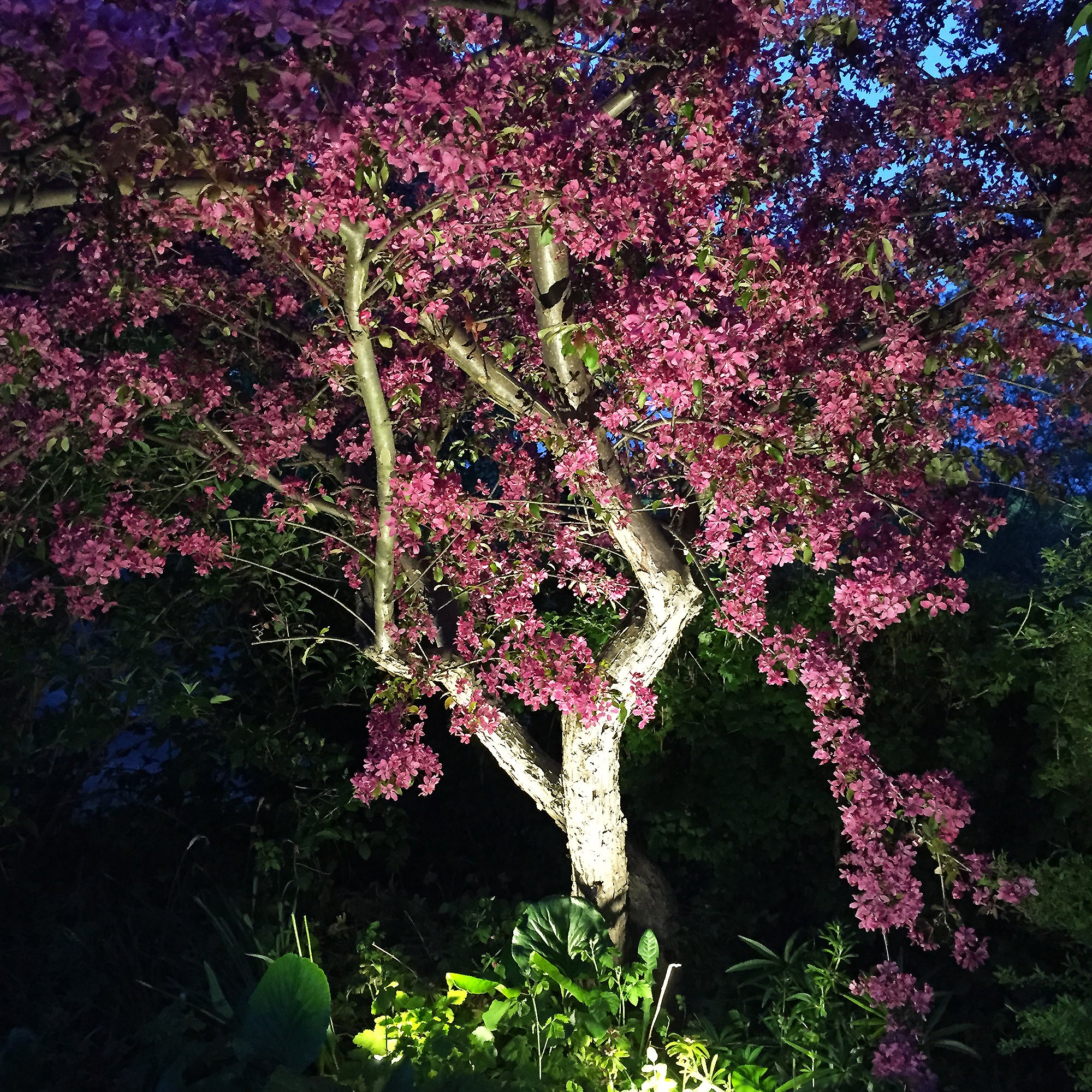 luna black lightson environment pinktree