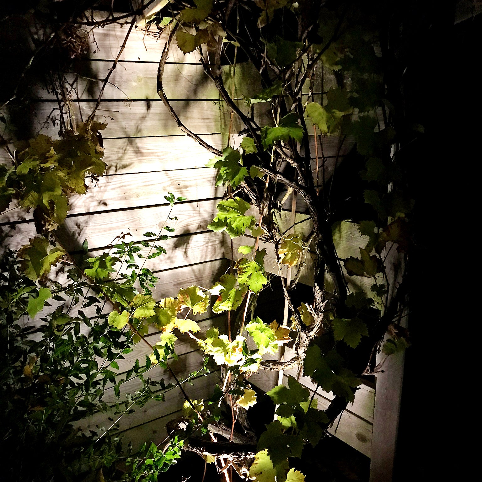 luna grey lightson enironment virginia creeper