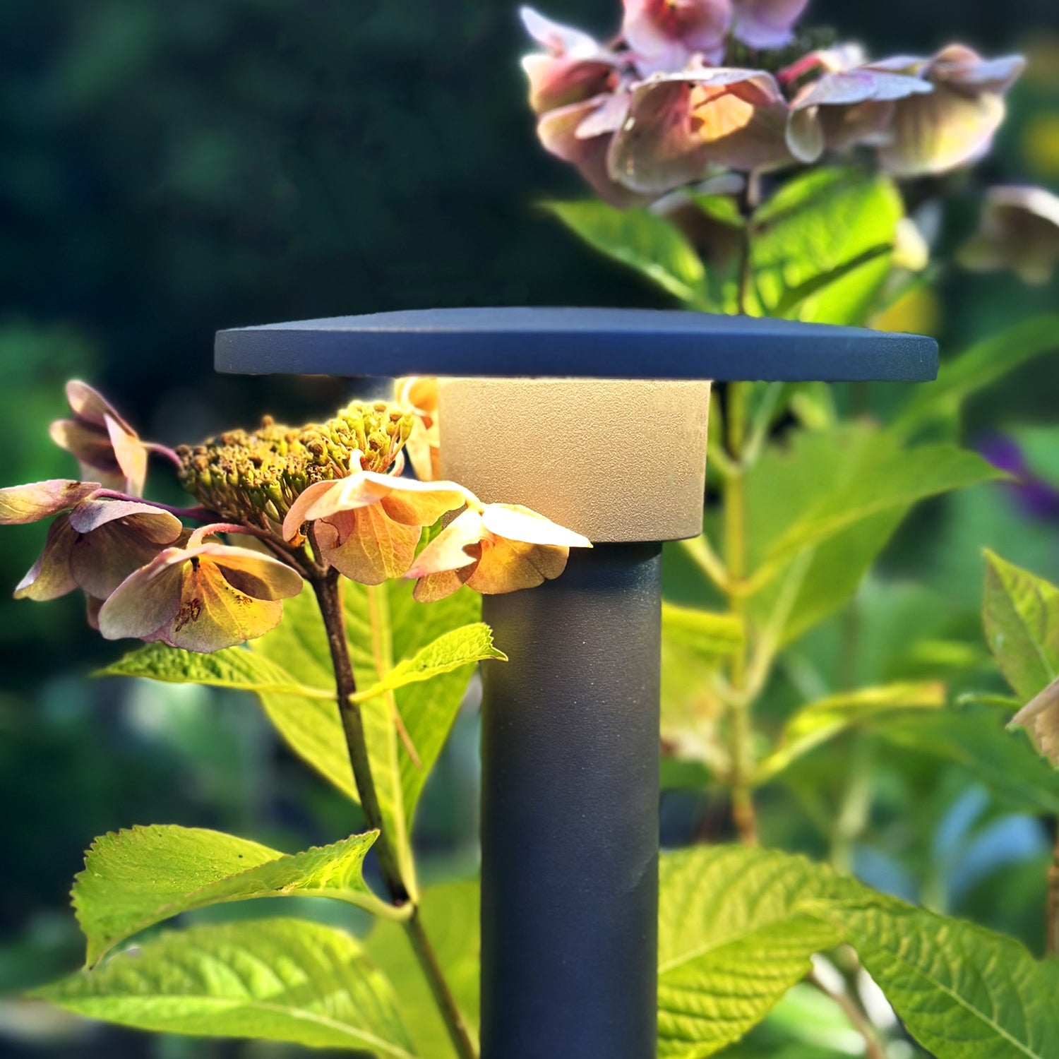 Orbit65 lightson closeup horthensia