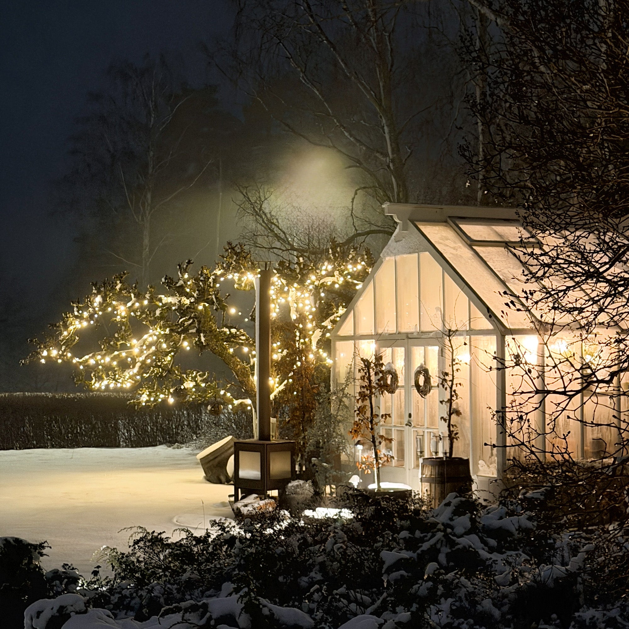 Twinky lightson winter appletree