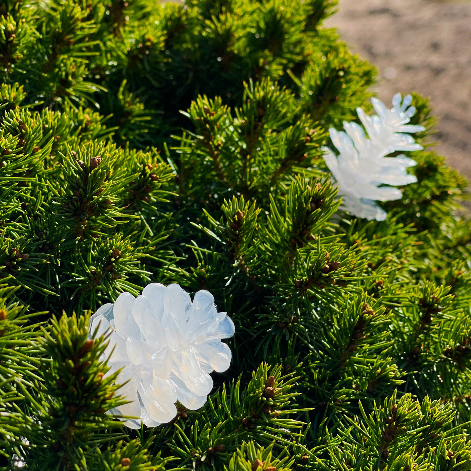 PINE ljusslinga